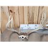 Image 7 : 4 Sets Of Whitetail Antlers On Skull Plate