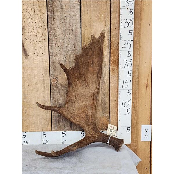 9 Lbs Moose Shed Antler