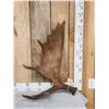 Image 1 : 9 Lbs Moose Shed Antler