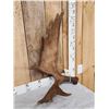 Image 2 : 9 Lbs Moose Shed Antler