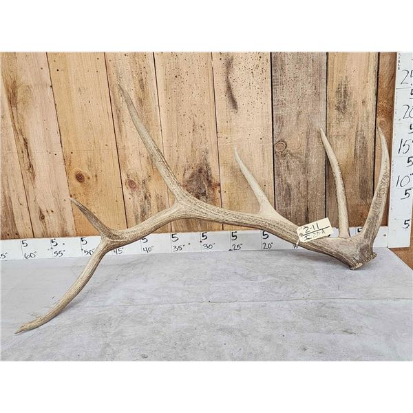10.8 Lbs Elk Shed Antler