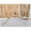 Image 1 : 10.8 Lbs Elk Shed Antler