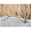 Image 2 : 10.8 Lbs Elk Shed Antler