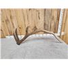 Image 3 : 10.8 Lbs Elk Shed Antler