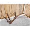Image 4 : 10.8 Lbs Elk Shed Antler