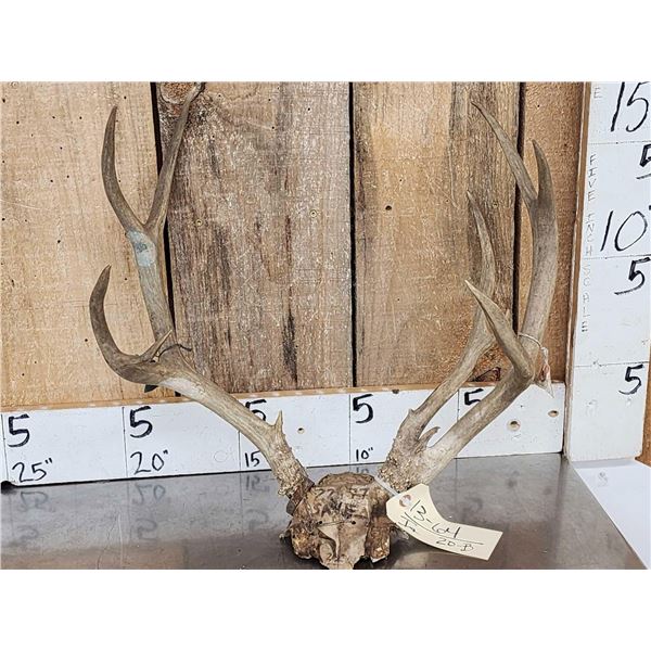 Vintage Double Main Beam Mule Deer Antlers On Skull Plate