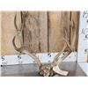 Image 1 : Vintage Double Main Beam Mule Deer Antlers On Skull Plate