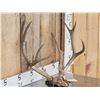 Image 2 : Vintage Double Main Beam Mule Deer Antlers On Skull Plate
