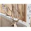 Image 3 : Vintage Double Main Beam Mule Deer Antlers On Skull Plate