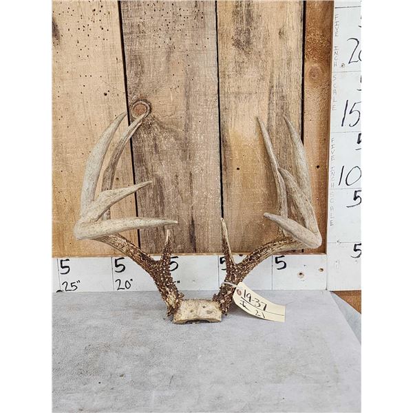 Wild Main Frame 5x5 Whitetail Antlers On Skull Plate