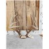 Image 1 : Wild Main Frame 5x5 Whitetail Antlers On Skull Plate