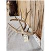 Image 2 : Wild Main Frame 5x5 Whitetail Antlers On Skull Plate