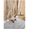 Image 3 : Wild Main Frame 5x5 Whitetail Antlers On Skull Plate