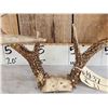 Image 4 : Wild Main Frame 5x5 Whitetail Antlers On Skull Plate
