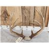 Image 6 : Wild Main Frame 5x5 Whitetail Antlers On Skull Plate
