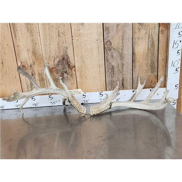Giant Main Frame 5x5 Whitetail Shed Antlers