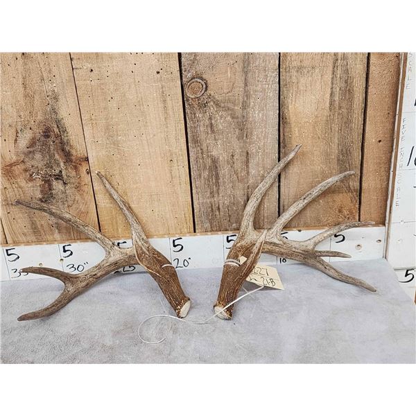 Main Frame 5x5 Canadian Whitetail Shed Antlers