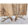 Image 1 : Main Frame 5x5 Canadian Whitetail Shed Antlers