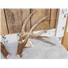 Image 2 : Main Frame 5x5 Canadian Whitetail Shed Antlers
