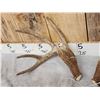 Image 3 : Main Frame 5x5 Canadian Whitetail Shed Antlers