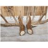 Image 4 : Main Frame 5x5 Canadian Whitetail Shed Antlers