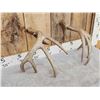 Image 6 : Main Frame 5x5 Canadian Whitetail Shed Antlers