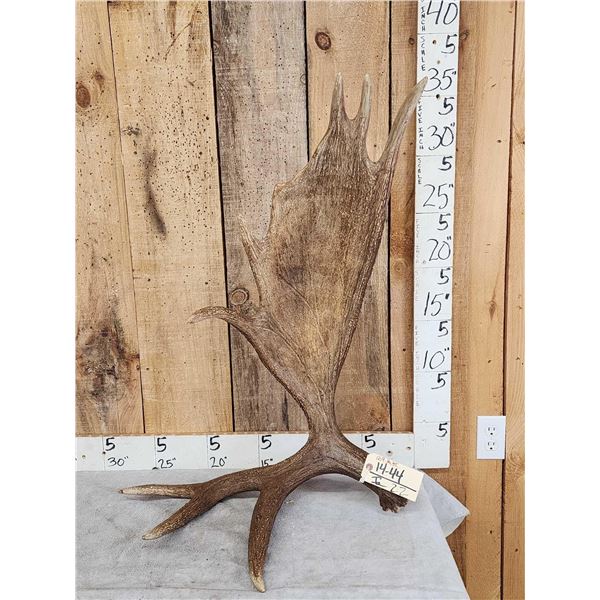 12.9 Lbs Self Standing Moose Shed Antler