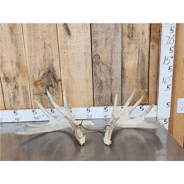 Heavy Mass 6x5 Whitetail Shed Antlers