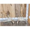 Image 1 : Heavy Mass 6x5 Whitetail Shed Antlers