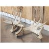 Image 2 : Heavy Mass 6x5 Whitetail Shed Antlers