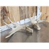 Image 3 : Heavy Mass 6x5 Whitetail Shed Antlers