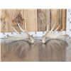 Image 4 : Heavy Mass 6x5 Whitetail Shed Antlers