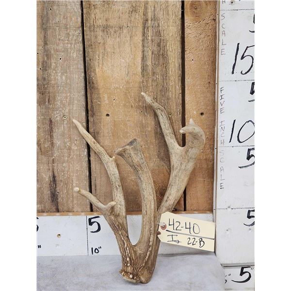 Freak Triple Main Beam Whitetail Shed Antler