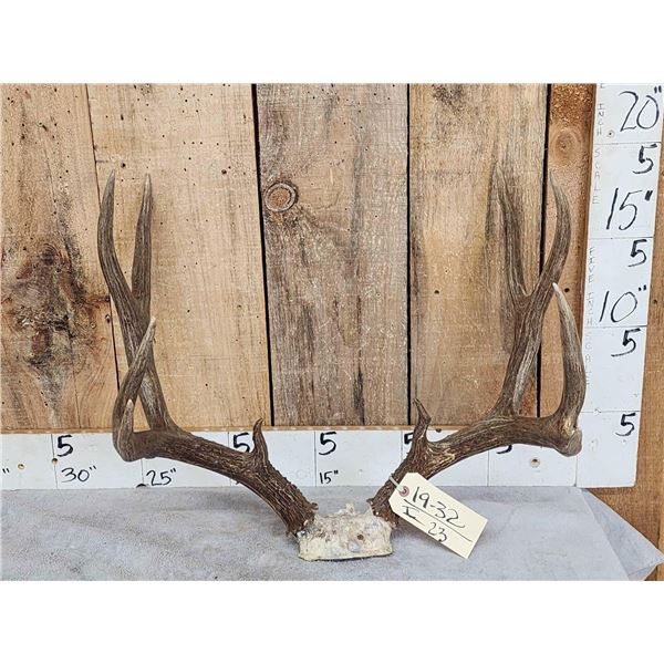 5x5 Mule Deer Antlers On Skull Plate
