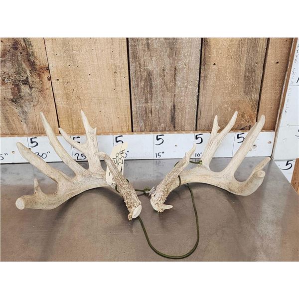Heavy Mass Main Frame 6x5 Whitetail Shed Antlers