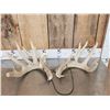 Image 1 : Heavy Mass Main Frame 6x5 Whitetail Shed Antlers
