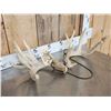 Image 2 : Heavy Mass Main Frame 6x5 Whitetail Shed Antlers