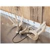 Image 3 : Heavy Mass Main Frame 6x5 Whitetail Shed Antlers
