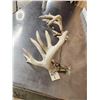 Image 4 : Heavy Mass Main Frame 6x5 Whitetail Shed Antlers