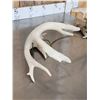 Image 5 : Heavy Mass Main Frame 6x5 Whitetail Shed Antlers