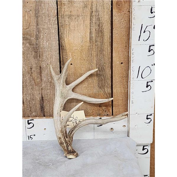 Cool Double Main Beam Whitetail Shed Antler