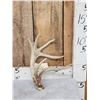 Image 1 : Cool Double Main Beam Whitetail Shed Antler