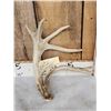 Image 2 : Cool Double Main Beam Whitetail Shed Antler