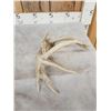 Image 3 : Cool Double Main Beam Whitetail Shed Antler