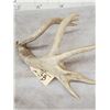 Image 4 : Cool Double Main Beam Whitetail Shed Antler