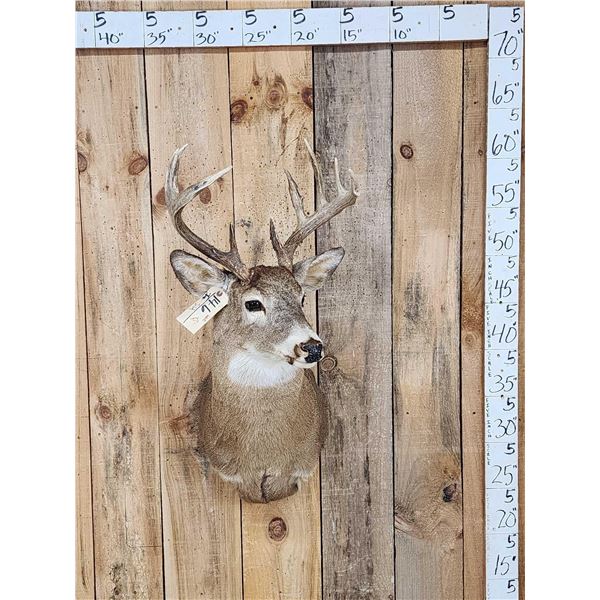 5x5 Whitetail Shoulder Mount Taxidermy