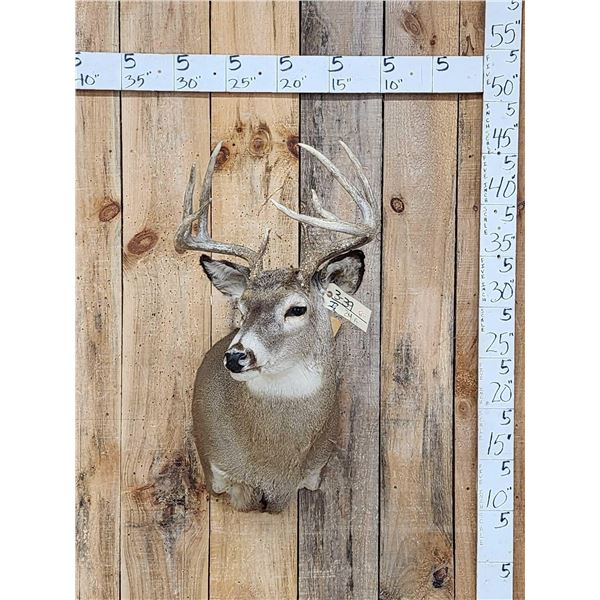 4x5 Whitetail Shoulder Mount Taxidermy