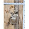Image 1 : 4x5 Whitetail Shoulder Mount Taxidermy