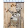 Image 2 : 4x5 Whitetail Shoulder Mount Taxidermy