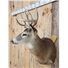 Image 3 : 4x5 Whitetail Shoulder Mount Taxidermy